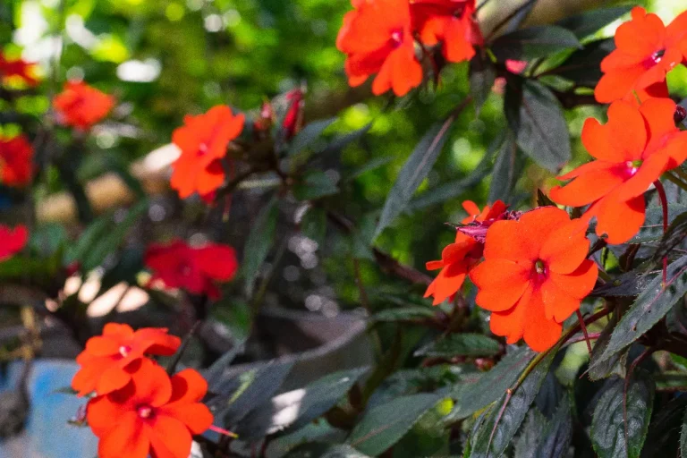 les-plantes-indigenes-pourquoi-elles-sont-ideales-pour-un-jardin-ecologique