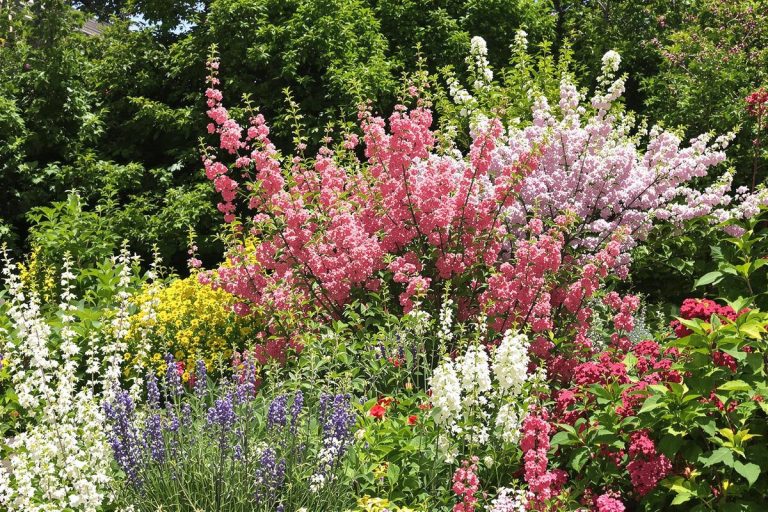 Changements climatiques et arbustes résilients